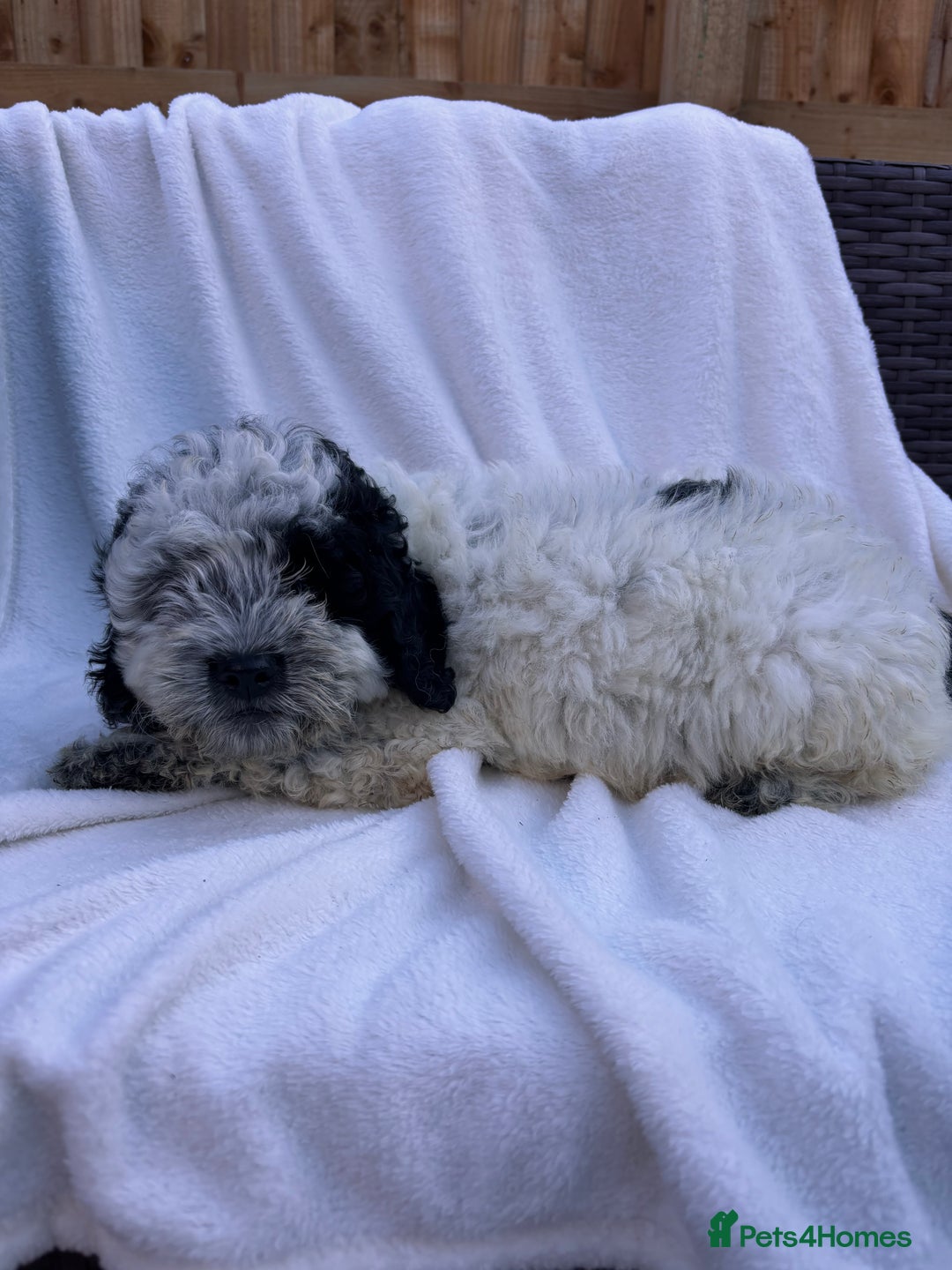 Cockapoo dogs for sale: F1 toy cockapoo puppies - Image 5