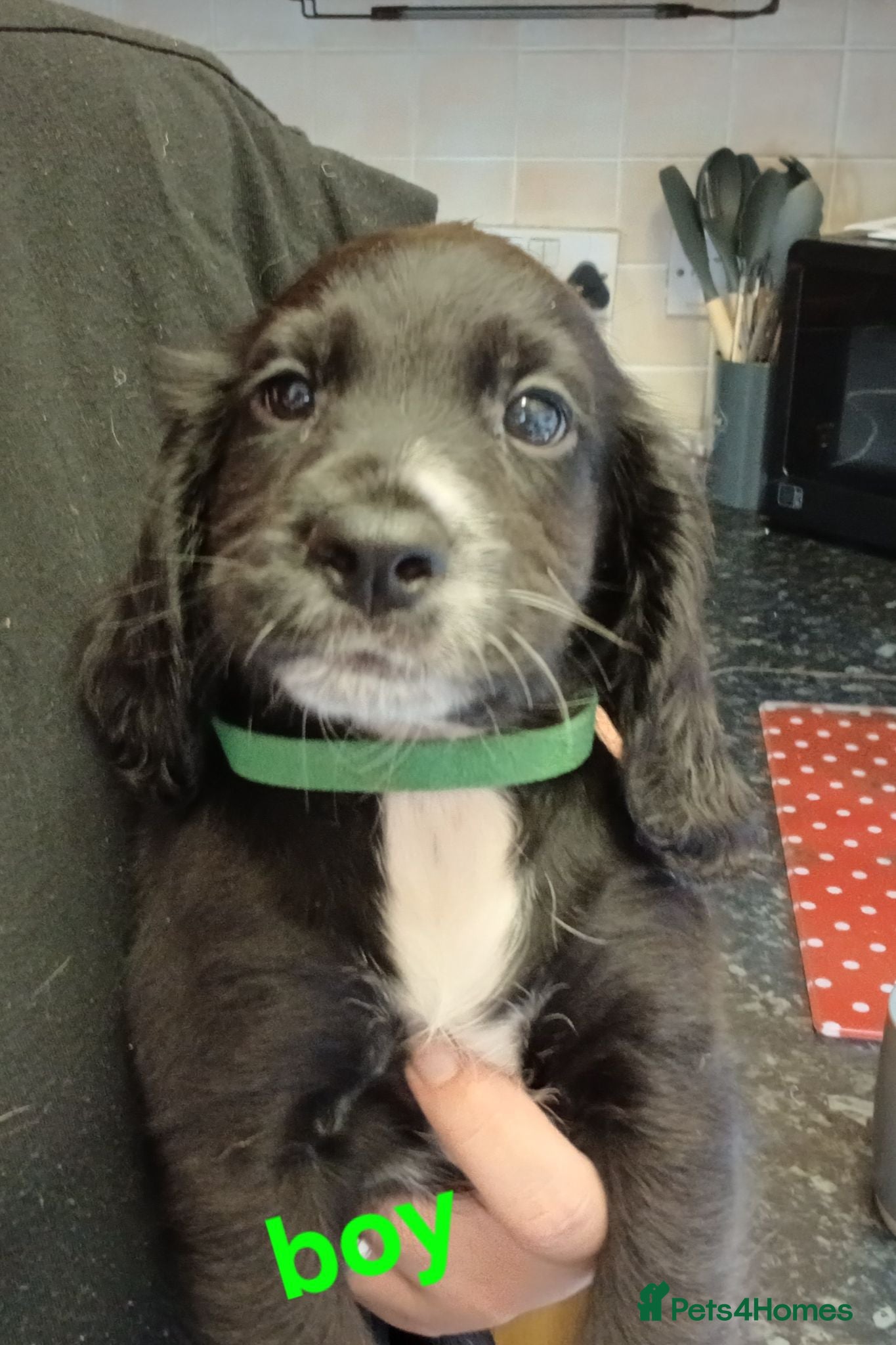 Cocker Spaniel dogs Black and white boys ready to leave  - Advert 1