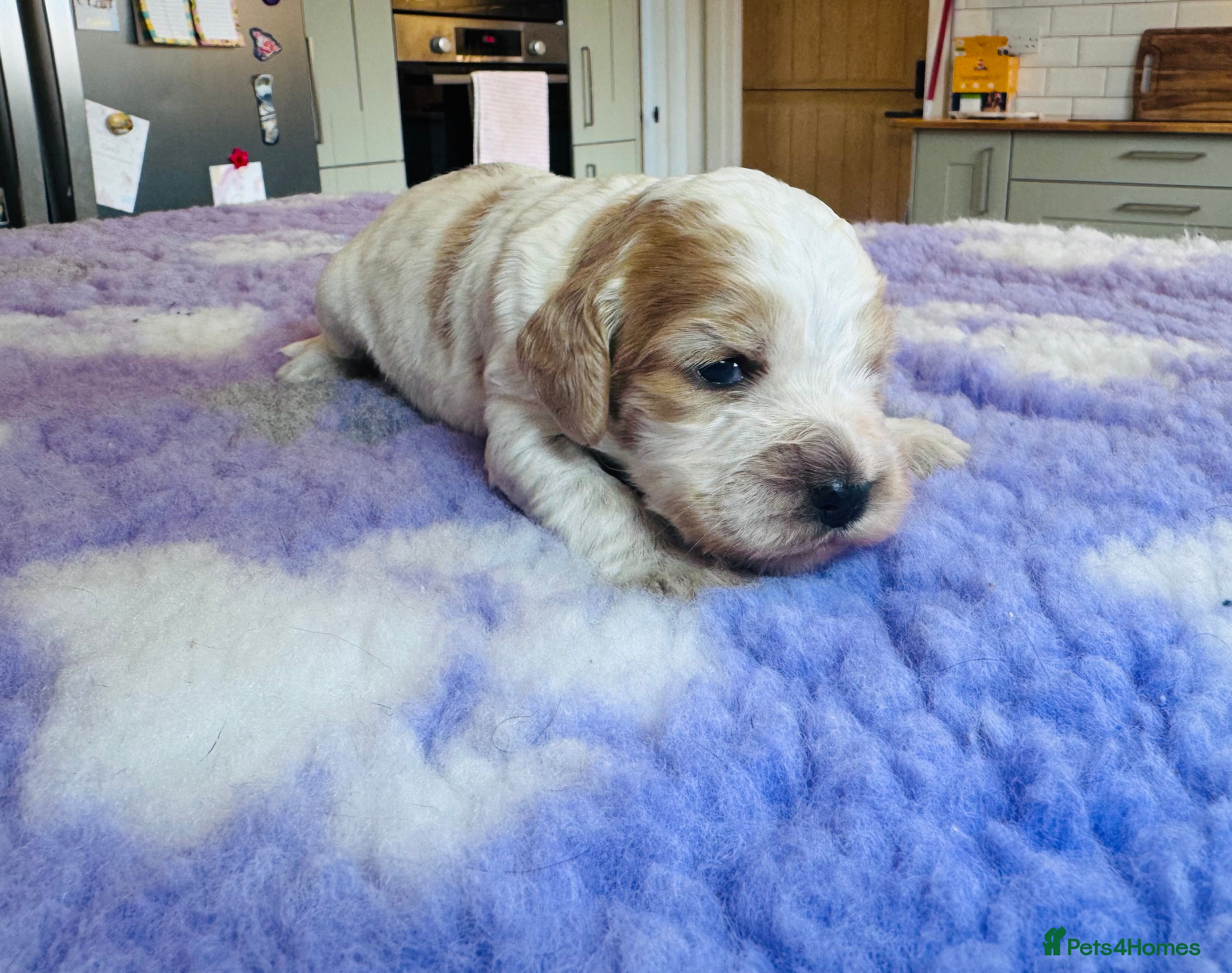 Cocker Spaniel dogs KC Registered Show Cocker Spaniels 🐾🐾🐾 - Advert 2