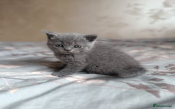 Scottish Fold cats for sale: Adorable Scottish fold x BSH kittens ready soon! - Image 6