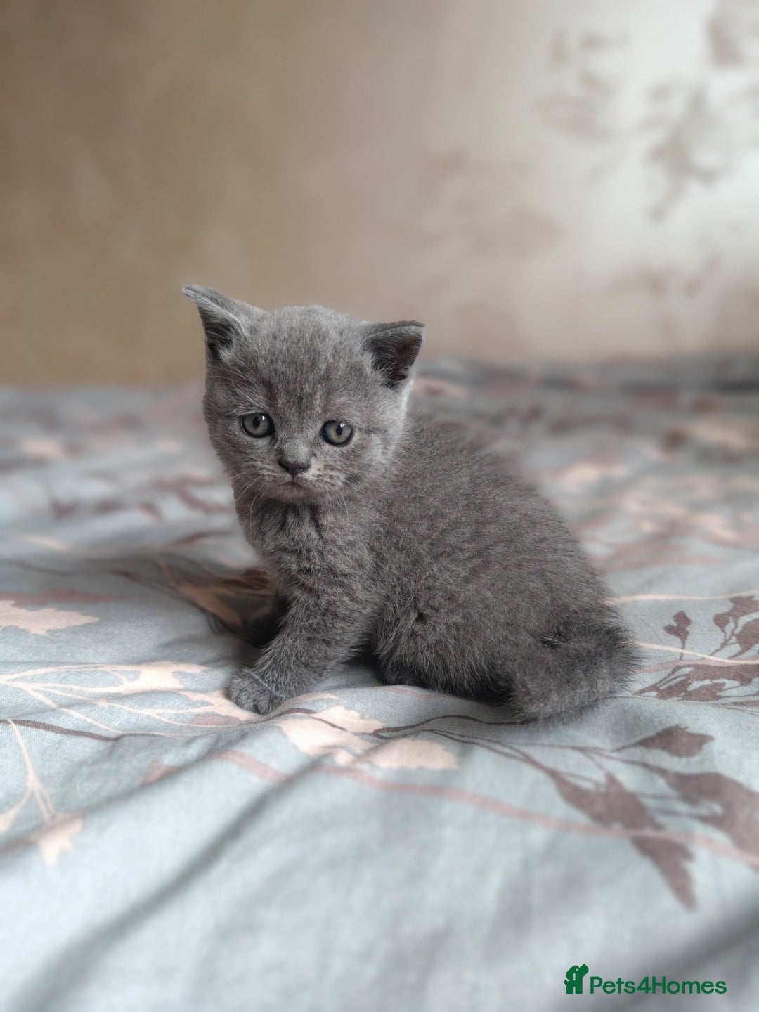Scottish Fold cats for sale: Adorable Scottish fold x BSH kittens ready soon! - Image 6