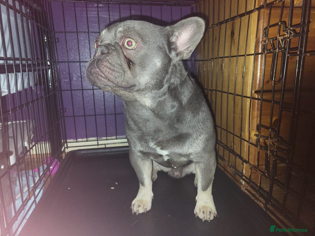 French Bulldog dogs for sale: Lilac and tan isabella fluffy carrier male  - Advert 4