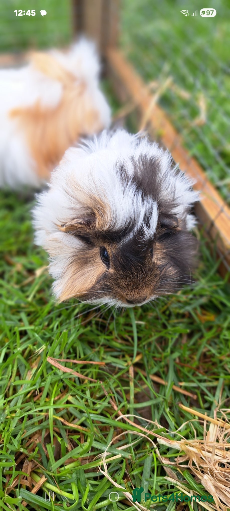 Guinea Pig rodents Adorable baby guinea pigs  - Advert 1