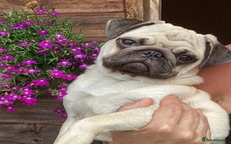 Pug dogs for sale: Six month old dog puppy available. - Image 2