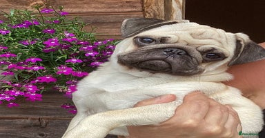 Pug dogs - Advert 12