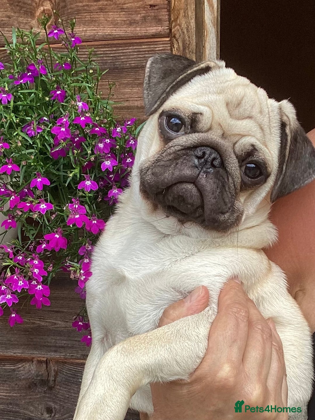 Pug dogs for sale: Six month old dog puppy available. - Image 2