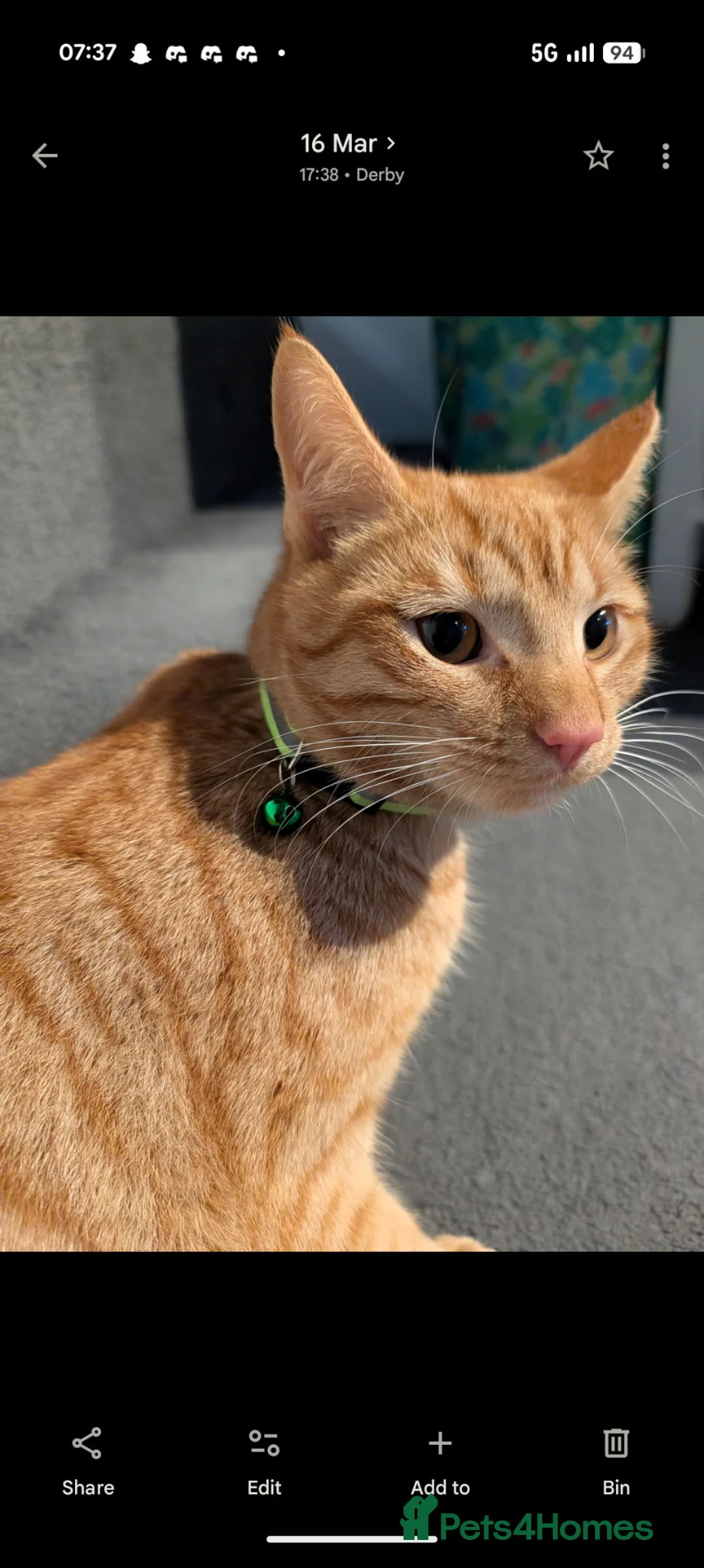 Mixed Breed cats for sale: 2 ginger twin boys - Advert 2