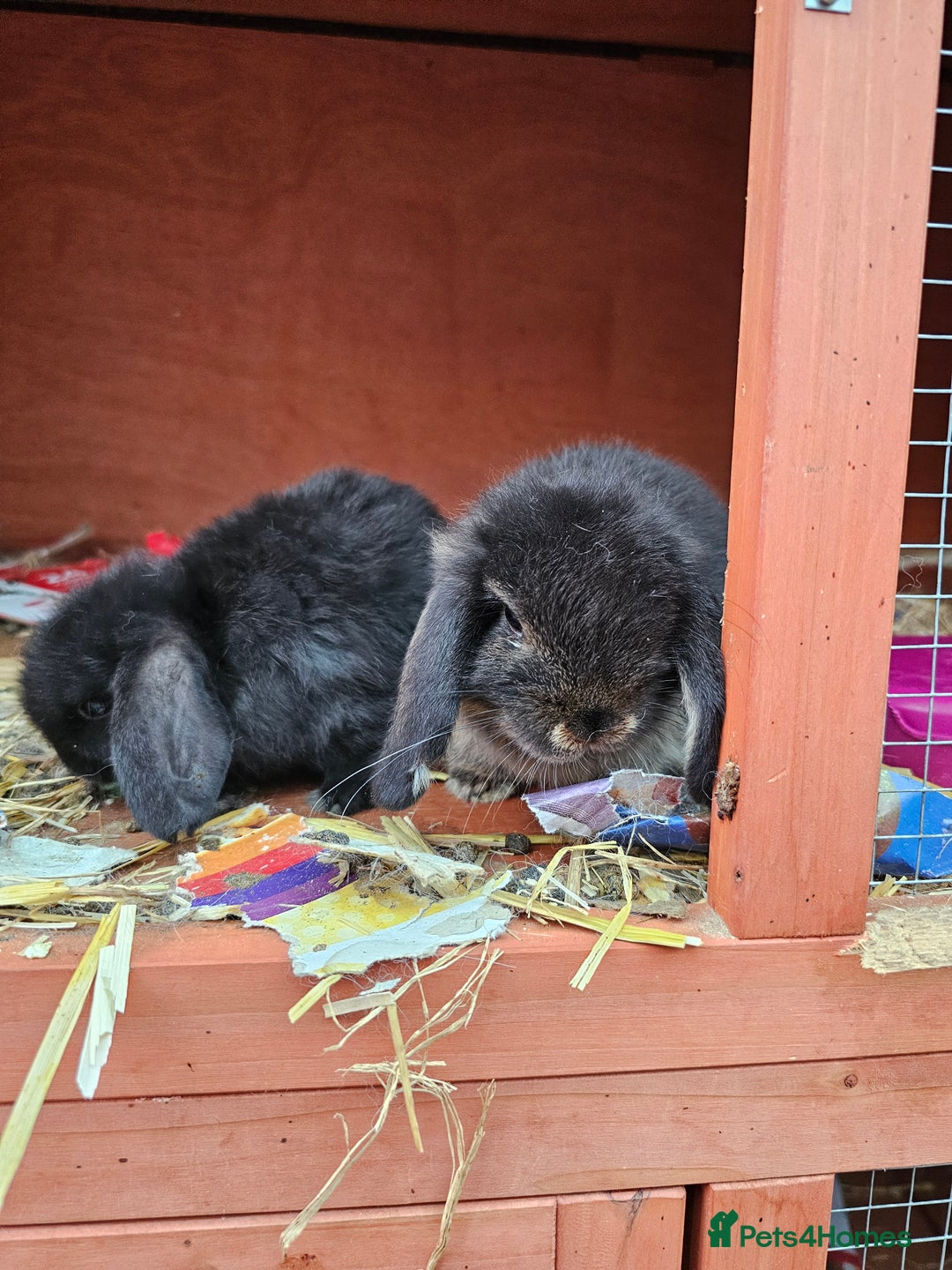 Mini Lop rabbits for sale: Circle of life Bunnys  - Image 5