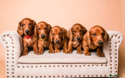Dachshund dogs for sale: Standard smooth dachshunds males  - Image 1