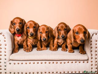Dachshund dogs - Advert 33