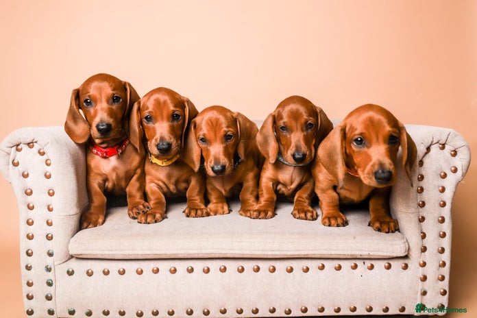 Dachshund dogs - Advert 7