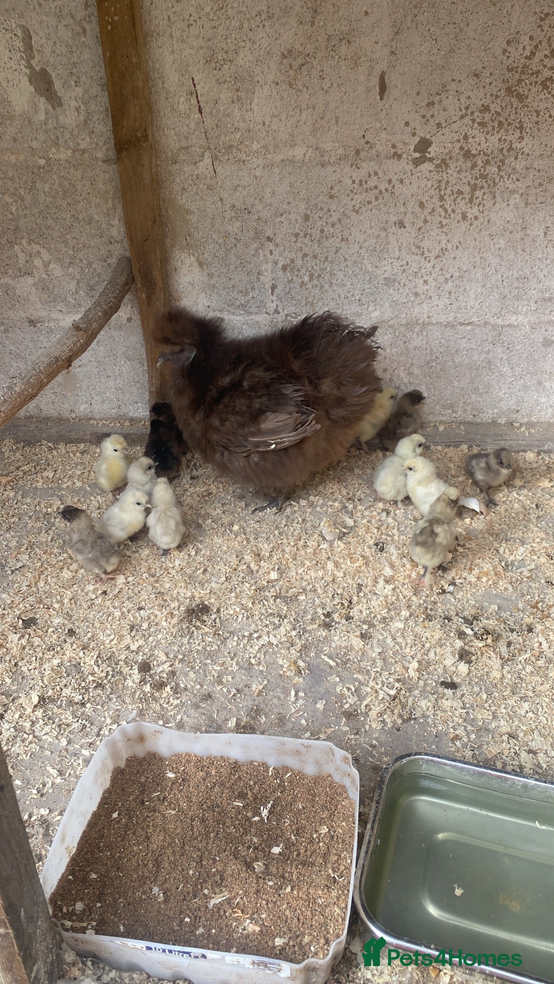 Chickens poultry Silkie hen and chicks for sale - Advert 1