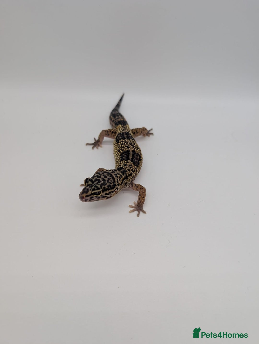 Leopard Gecko reptiles for sale: Black Night Cross Leopard Gecko  - Advert 33