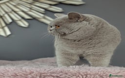 Scottish Fold cats for stud: Lilac British Shorthair Stud in Derby - Image 1