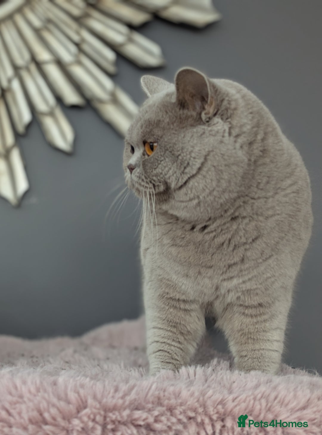 Scottish Fold cats for stud: Lilac British Shorthair Stud in Derby - Image 1