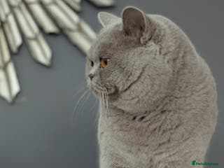 Scottish Fold cats Lilac British Shorthair Stud in Derby - Advert 8