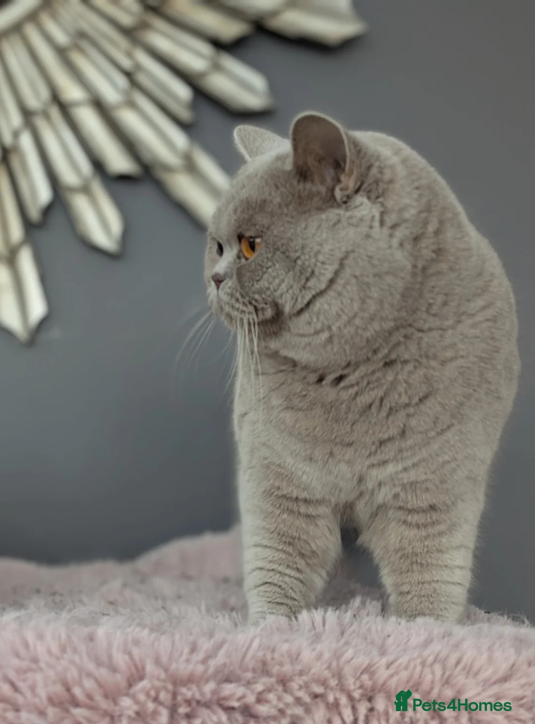 Scottish Fold cats for stud: Lilac British Shorthair Stud in Derby - Advert 1