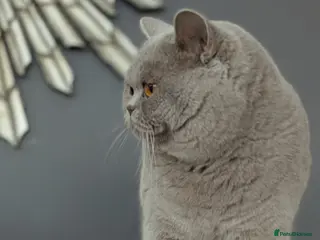 Scottish Fold cats Lilac British Shorthair Stud in Derby - Advert 6