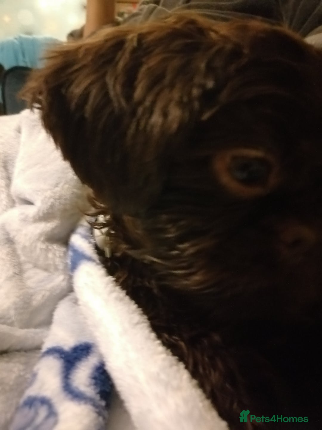 Shih Tzu dogs for sale: IMPERIAL SHIH TZU  - Image 3