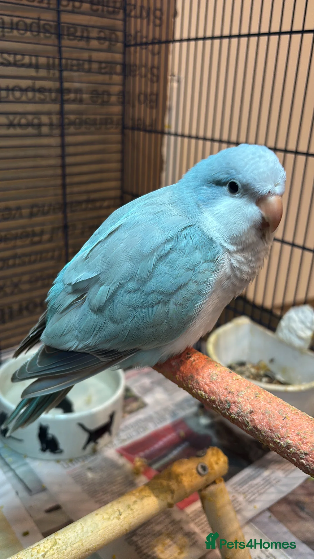 Parrots birds for sale: Hand reared quaker parrot - Advert 2