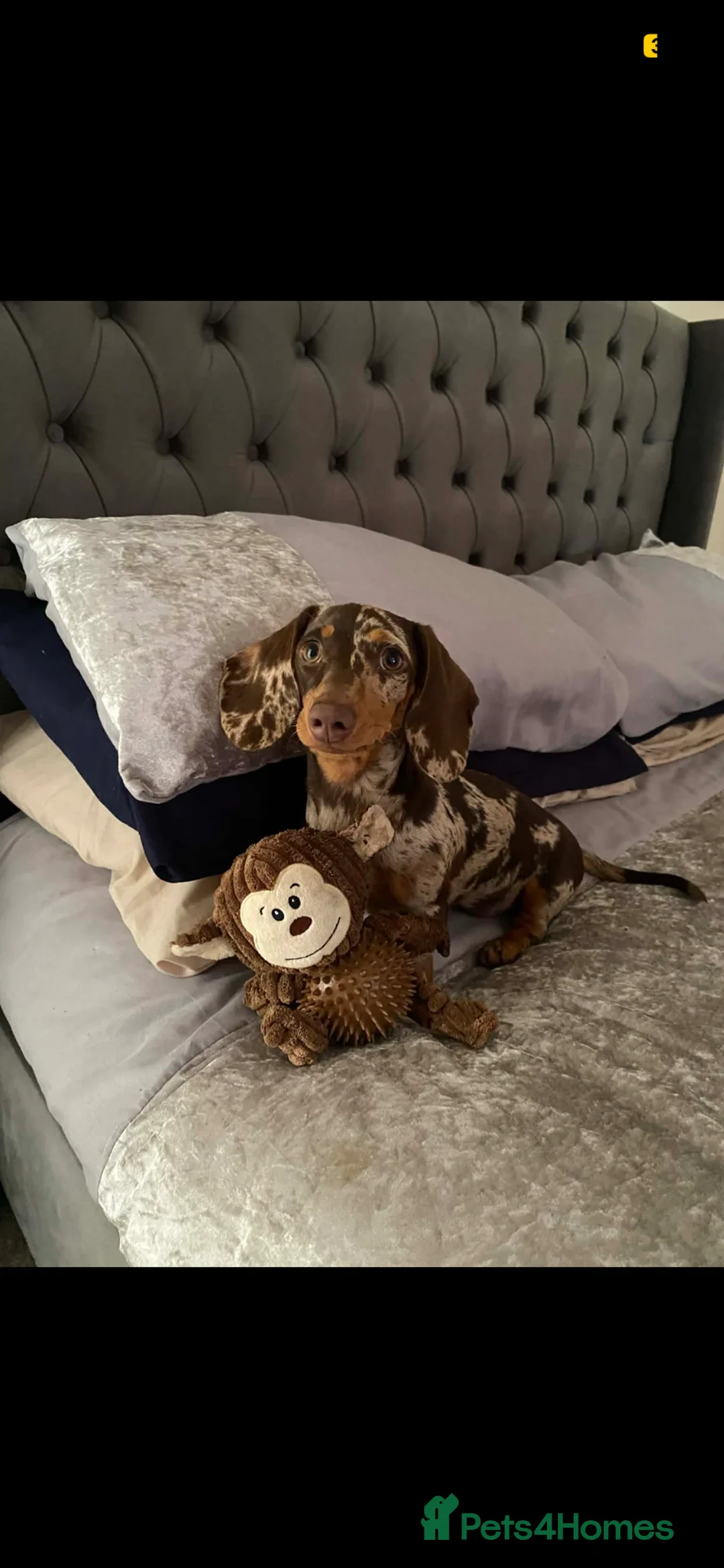 Miniature Dachshund dogs for sale: Miniature dachshund  in Burnley - Advert 6