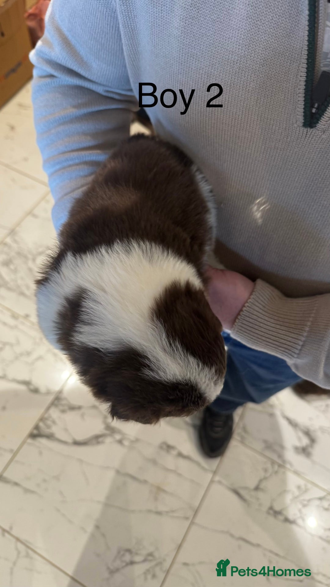 Border Collie dogs for sale: Beautiful Red tri pups  - Advert 14