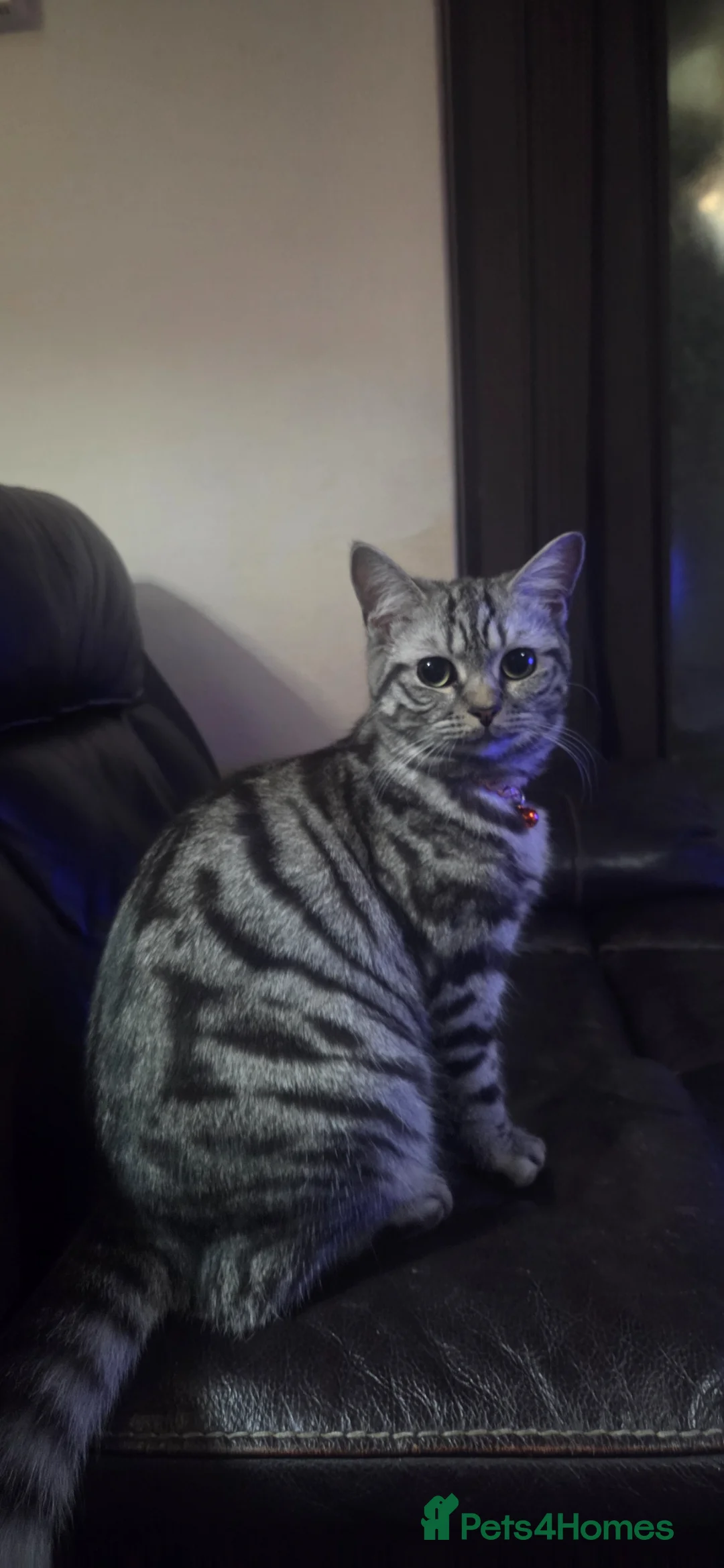 British Shorthair cats for sale: British Short Hair/ Scottish Fold - Advert 2