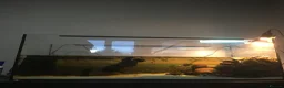 Turtle reptiles for sale: Musk turtle and full set up - Advert 4