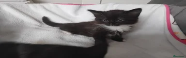 Mixed Breed Kitten 2