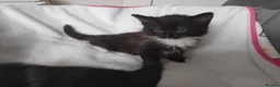 Mixed Breed cats for sale:  kittens 😸  - Advert 15