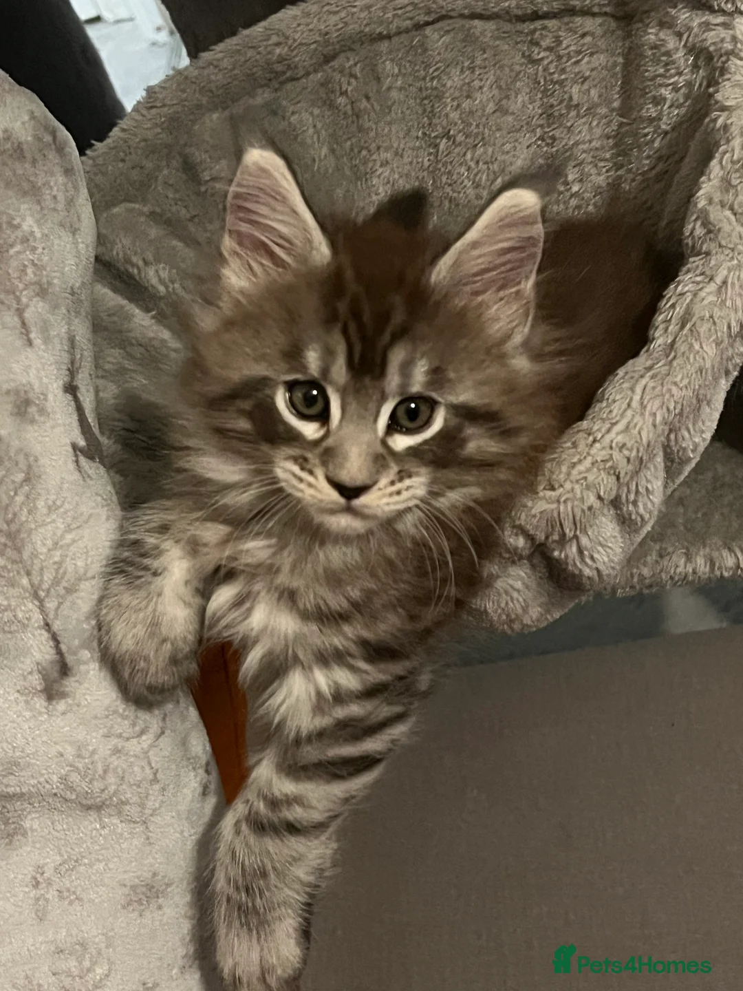 Maine Coon cats for sale: Register Maine Coon Kittens  - Advert 26
