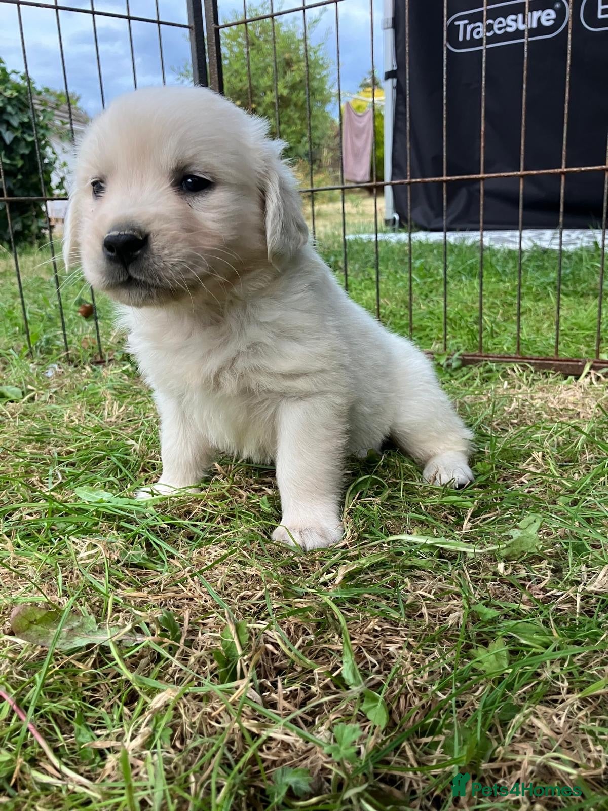 Golden Retriever dogs KC Reg Health Tested Golden Retriever Pups - Advert 2