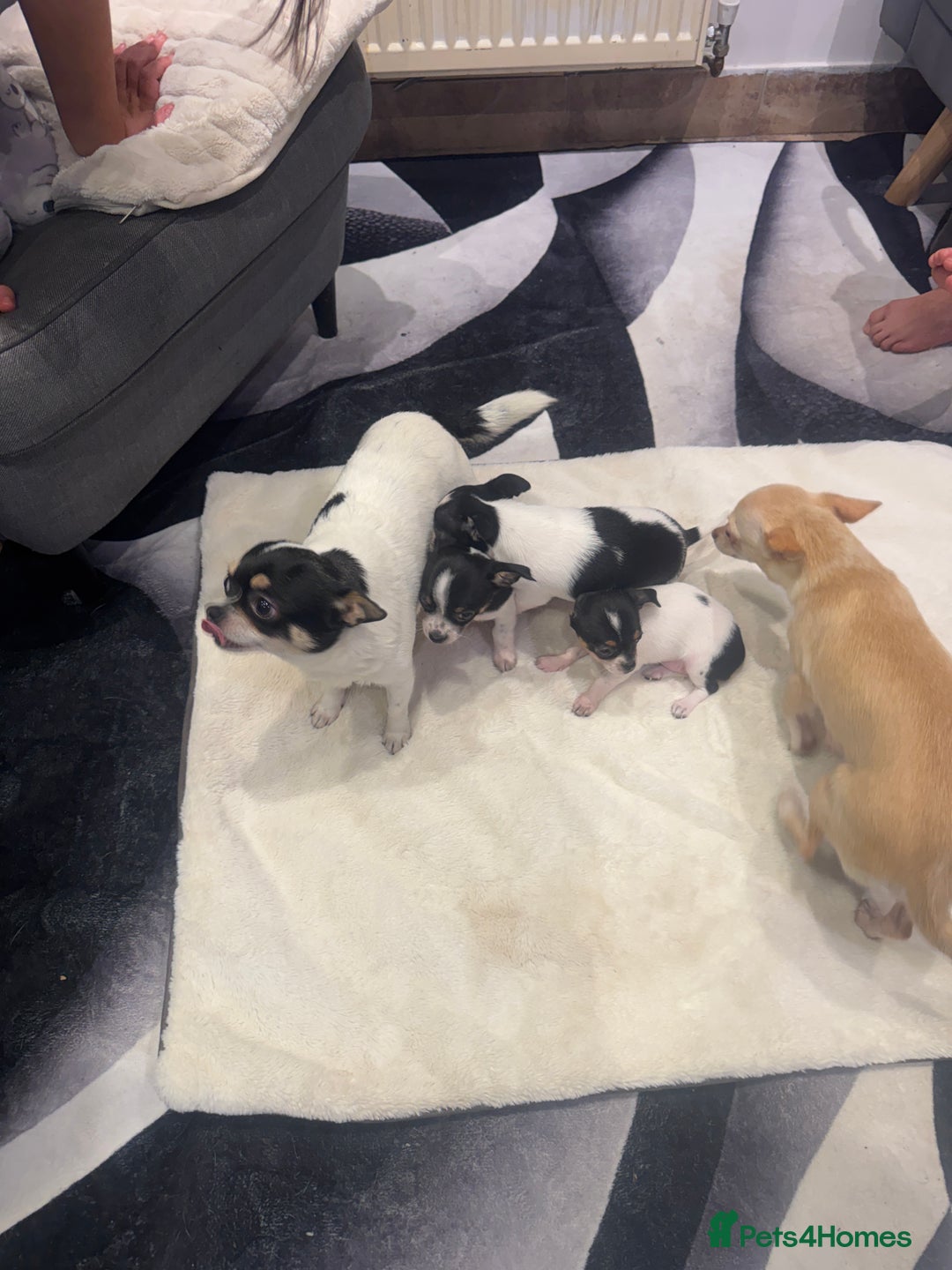 Chihuahua dogs for sale: 3 adorable apple-head tini puppies LF a home - Advert 16