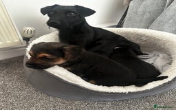Patterdale Terrier dogs for sale: Patterdale Terrier puppies - Advert 4