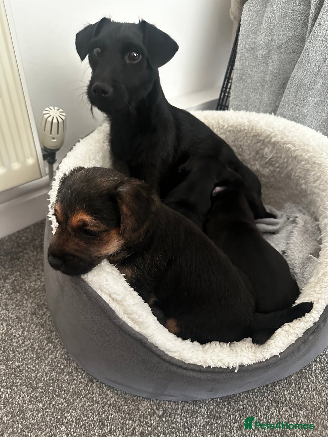 Patterdale Terrier dogs for sale: Patterdale Terrier puppies - Advert 4