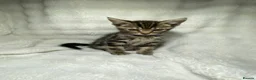 Mixed Breed cats for sale: 2 Adorable Kittens Looking For A New Home🏡 - Advert 2