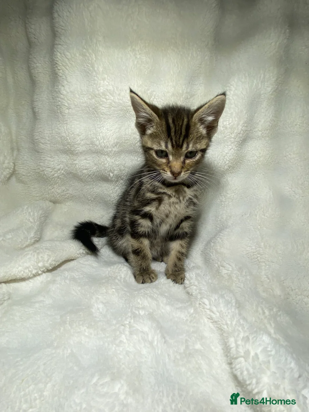 Mixed Breed cats for sale: 2 Adorable Kittens Looking For A New Home🏡 - Advert 2