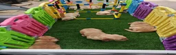 Golden Retriever dogs for sale: READY TO RESERVE  in Bradford - Advert 4