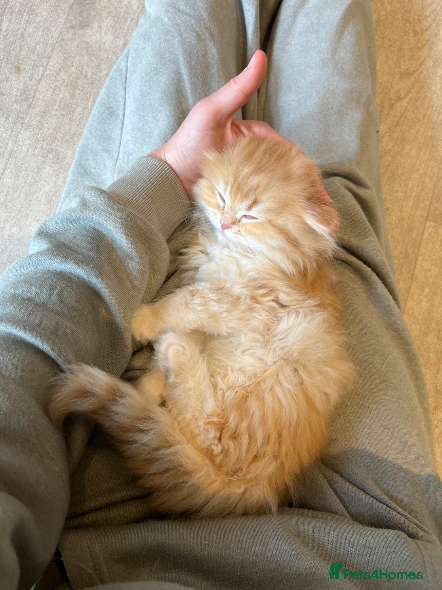 British Longhair cats VET BRED LAP CAT GCCF KITTENS NOW + WAITLIST - Advert 20