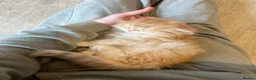 British Longhair cats for sale: VET BRED LAP CAT GCCF KITTENS NOW + WAITLIST - Advert 18