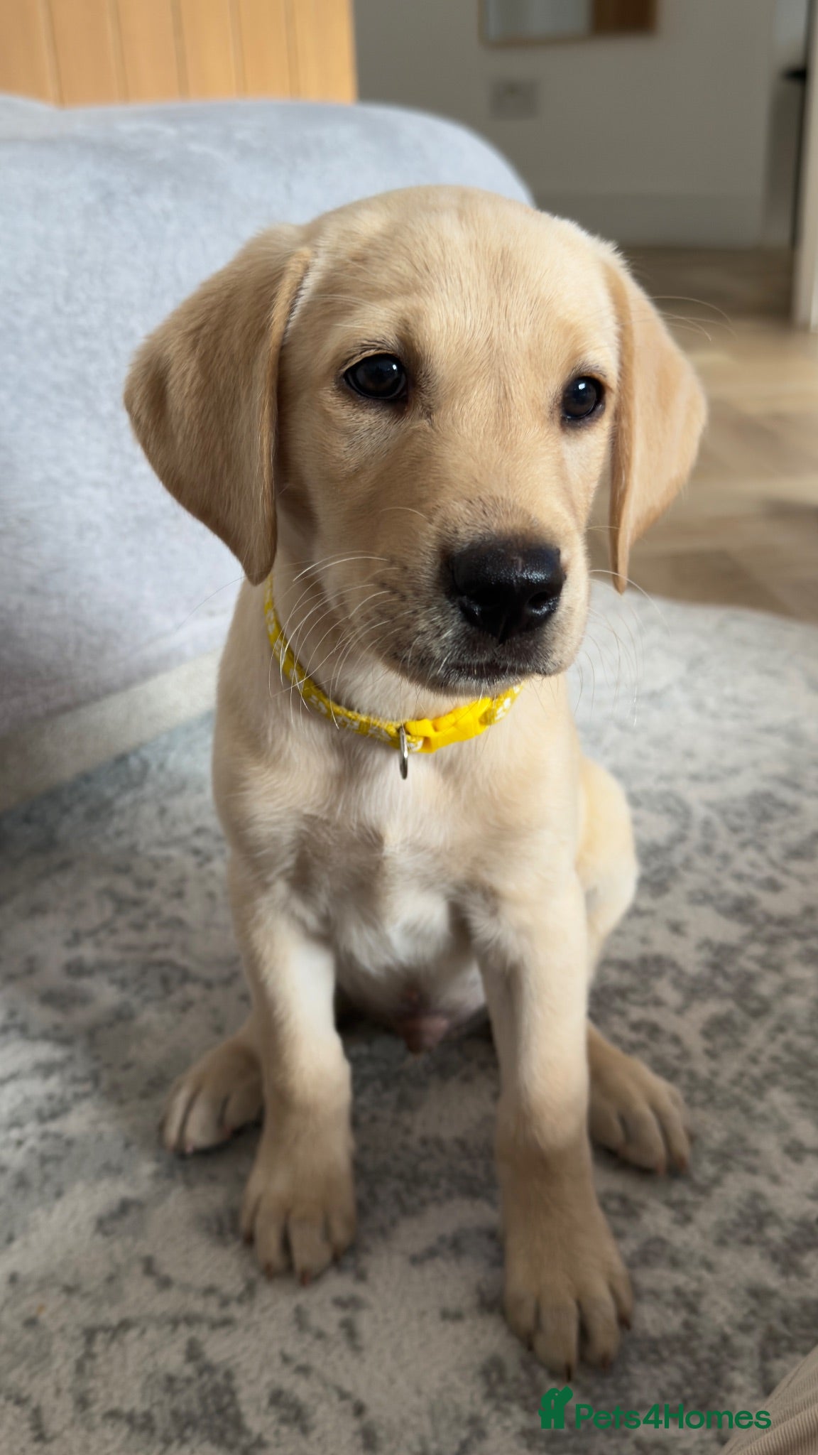 Labrador Retriever dogs *READY TO GO* Working Labrador Puppy 🐾 - Advert 2