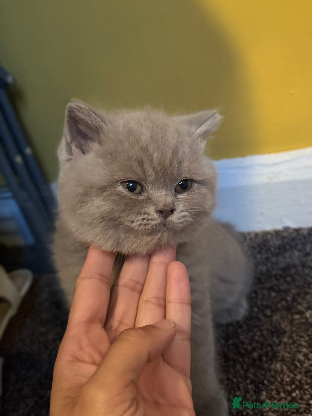 British Shorthair cats for sale: British Shothair Lilac - Image 11