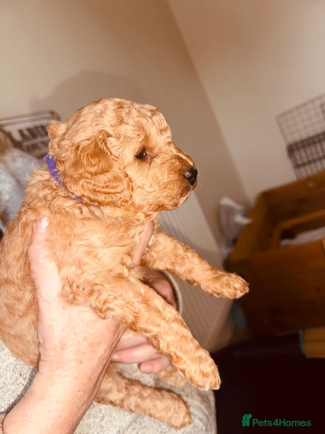 Labradoodle dogs for sale: F2bs labradoodle puppies  - Advert 2