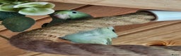 Parrots birds for sale: Parrotlets - Bonded Pair approx 2 years old - Advert 3