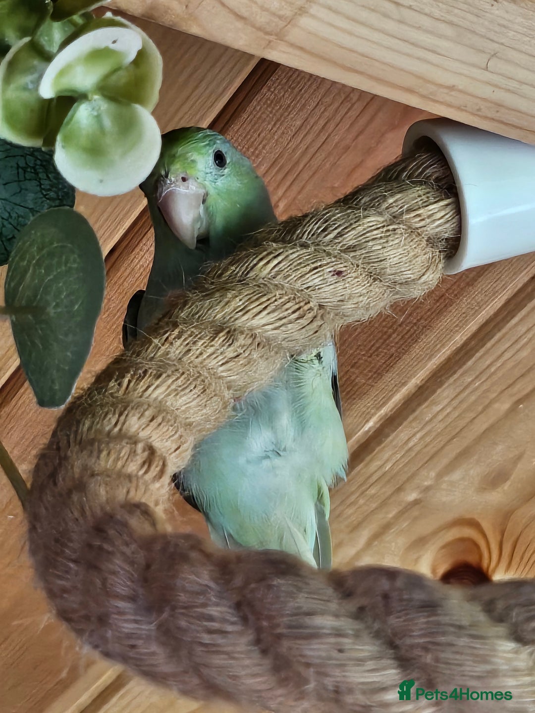 Parrots birds for sale: Parrotlets - Bonded Pair approx 2 years old - Advert 3