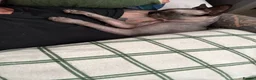 Sphynx cats for sale: Sphynx Babies Due Soon - Advert 5