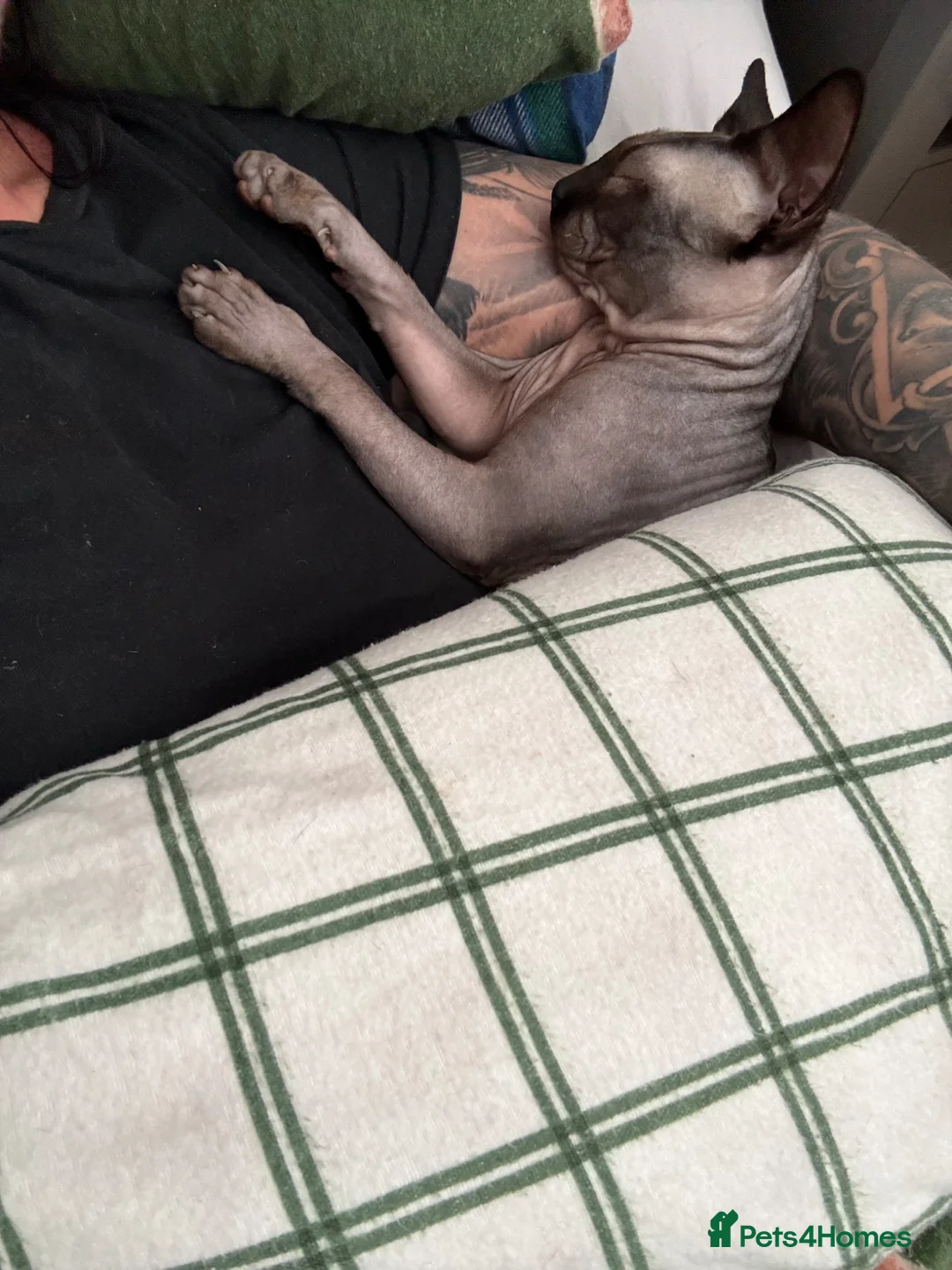 Sphynx cats for sale: Sphynx Babies Due Soon - Advert 5