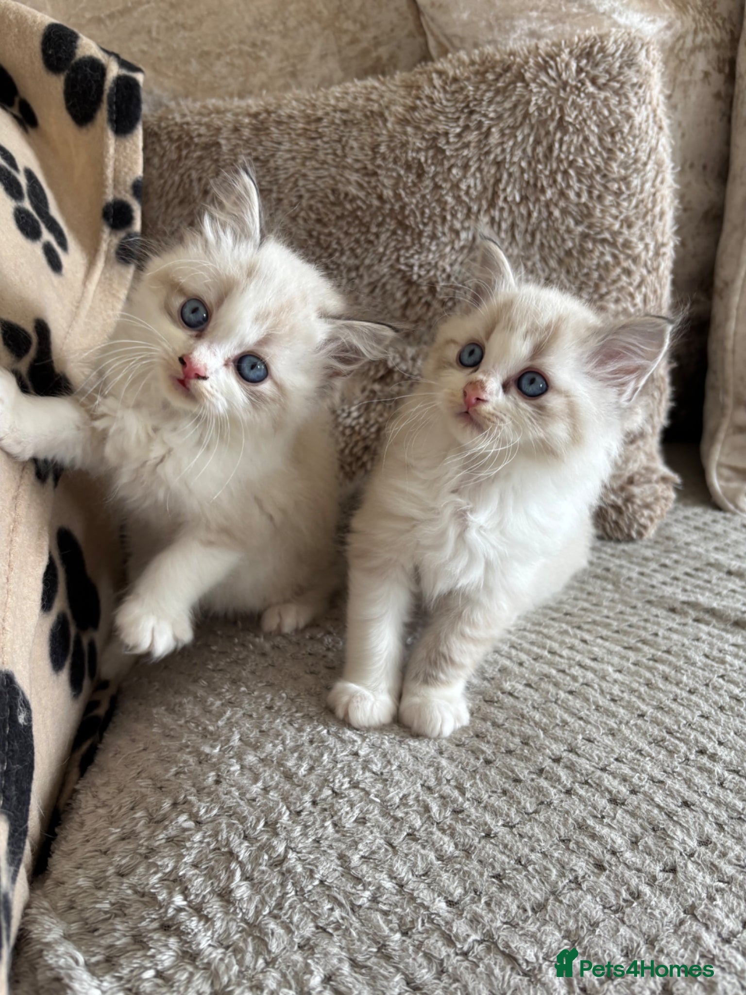 Ragdoll cats 3 Ragdoll kittens left - Advert 18