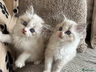 Ragdoll cats 3 Ragdoll kittens left - Advert 18
