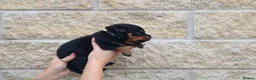 Rottweiler dogs for sale: Rottweiler Puppies  - Advert 5